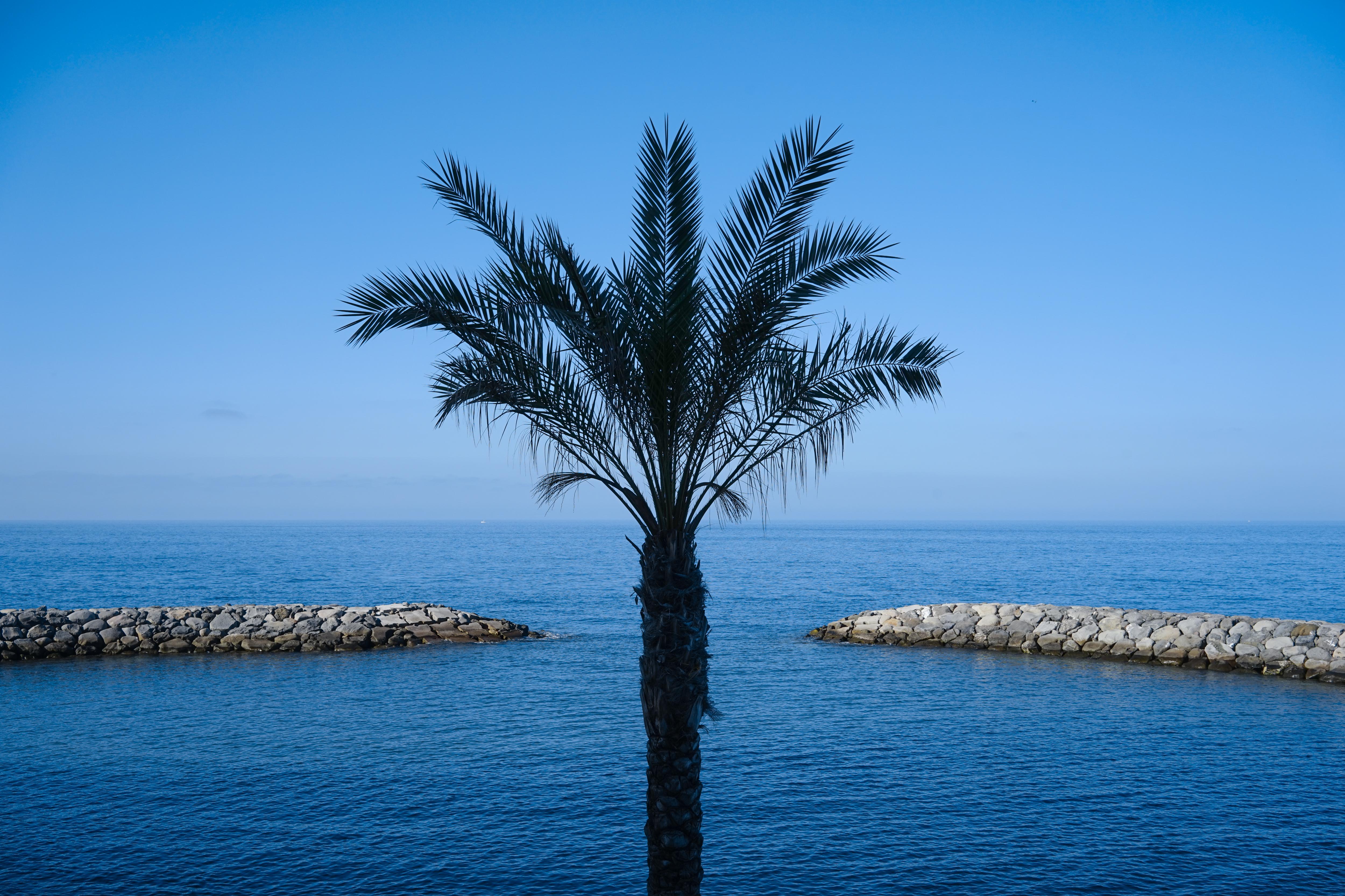 Saccharum - Resort And Spa - Savoy Signature Calheta  Luaran gambar Palm tree in Varna, Bulgaria